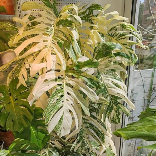 semillas de monstera - resistentes balcón jardín perennes 50pcs
