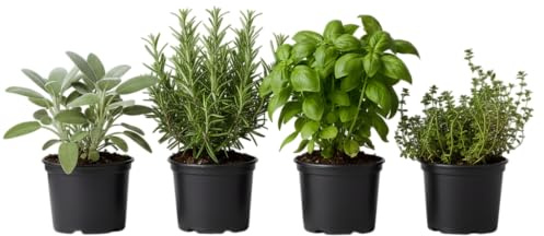 Pack Terraza Viva de 4 Plantas Aromáticas DECOALIVE – Albahaca, Romero, Tomillo y Salvia en Maceta