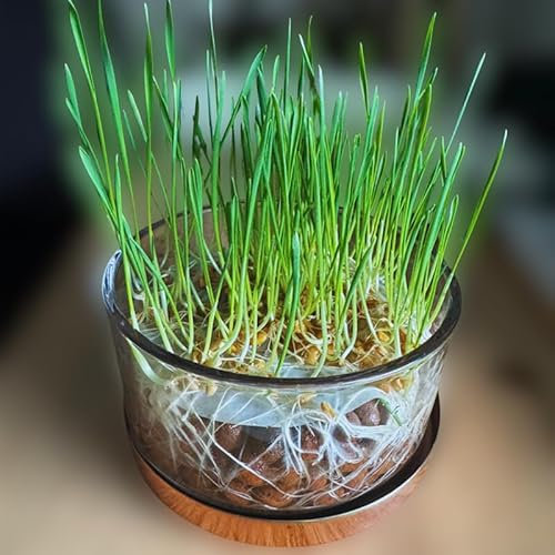 Microgreen Pros™ Hydroponic Glass Kit – Grow Nutritious Organic Wheatgrass in just 10 Days. Enough Seeds for Three Crops – no Soil Required.