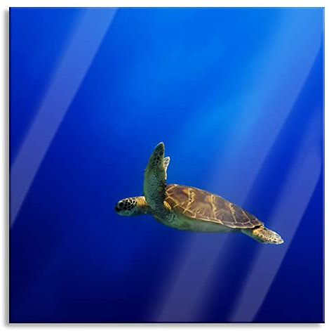 Pixxprint Glasbild, Wandbild auf Echtglas, Alte Schildkröte im Meer, 50x50 cm, inkl. Aufhängung und Abstandshalter