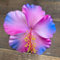 Hibisco De JardíN, Resistente, Flores Llamativas, Ornamental Arbusto, Apto Para Abejas, Hibisco, Con Flores.-2 bulbos-G