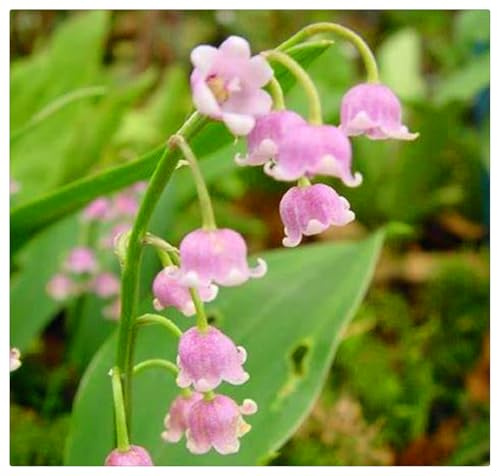 Ideal para Sombra Fresca - Campánulas Nacaradas y Fragantes - Bulbos de Lirio de los Valles -Follaje Lustroso y Elegante-10 Bulbos-E