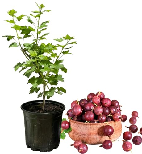 Set of 3 Pixwell Gooseberry Live Plants for Planting, 5–7 Inch Tall Gooseberry Starter Bushes, Red Berry Shrubs for Outdoor Garden or Containers