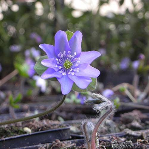 Blumixx Stauden Hepatica nobilis – Leberblümchen, blau blühender Bodendecker, winterharte & mehrjährige Gartenstaude, bienenfreundlich & pflegeleicht, frühblühend & robust, für Beet & Halbschatten