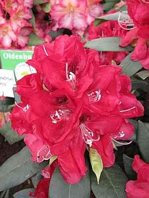Rhododendron Hybride Karl Naue - Großblumige Alpenrose Karl Naue - 30-40