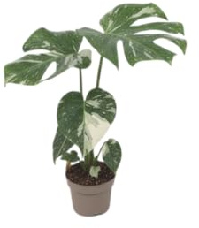 DECOALIVE Monstera Deliciosa Variegata Belleza Exótica para Coleccionistas de Plantas Singulares