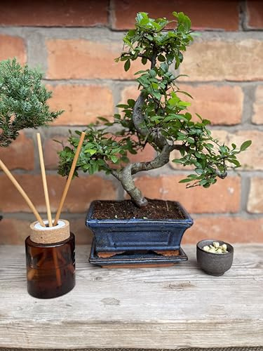 Tranquil Plants| Shaped Chinese Elm Bonsai Plant for Bedroom Office Desk |Gardening Gifts 12 Years 30cm Bonsai Tree with Watering Guide and Plant Guide