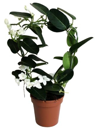 Stephanotis Floribunda o Jazmín de Madagascar Natural Planta Trepadora Resistente y de Interior