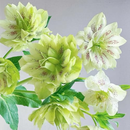 ChristroseSamen, Helleborus thibetanus, Christrosen Winterhart, nachhaltige geschenke steingartenpflanzen geschenke für gärtner 120pcs
