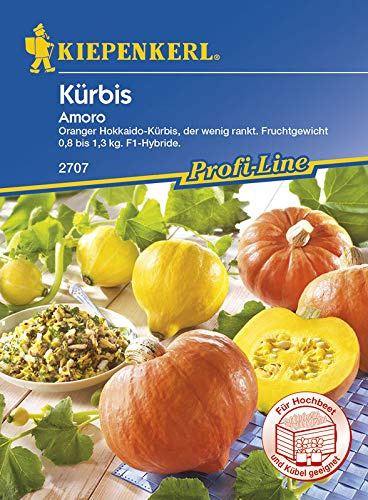 Kürbissamen - Kürbis Amoro von Kiepenkerl
