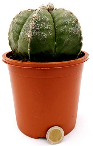 POWERS TO FLOWERS - ASTROPHYTUM XL VASO 14CM, PIANTA DI 12 ANNI, pianta vera