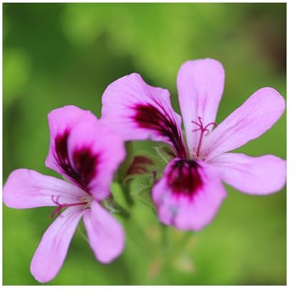 Scented Geranium Orange Fizz - 3 Established Plants Sensory Garden Fragranced Vibrant Plants. Ready for pots Summer Garden