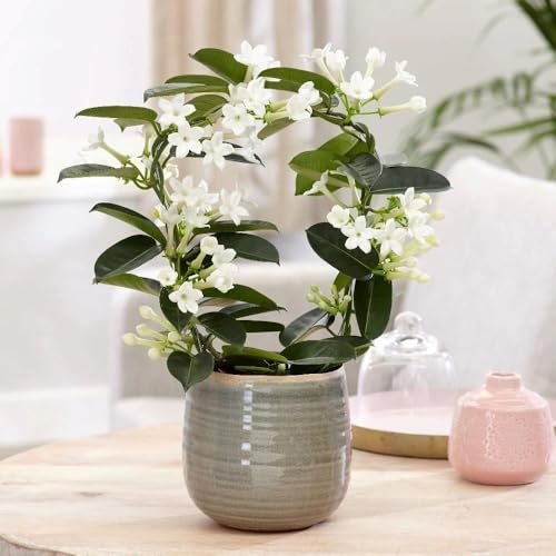 20cm Stephanotis floribunda Madagascar Jasmine Plant Houseplant 12cm Pot