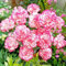 2000 Piezas Semillas de Clavel, Semillas Clavel, Semillas de Flores, Semillas Flores Exterior, Semillas Plantas Para Jardín, patio, granja (Rosa Blanco)