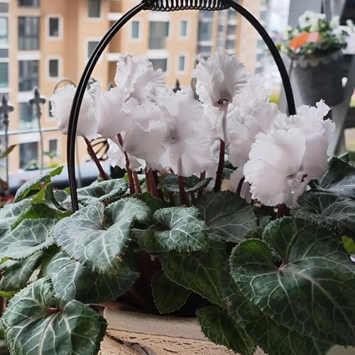Semi di ciclamino - e perenni regali per gli amanti del giardino rare decorazione da giardino per esterni autunnali resistenti serre da balcone 200pcs
