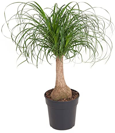 Plant in a Box - Beaucarnea recurvata - Elefantenfuß - Grüne zimmerpflanze - Topf 21cm - Höhe 60-70cm