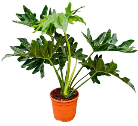 Trendyplants - Philodendron Selloum - Spitzenbaum Philodendron - Zimmerpflanze - Höhe 70-90 cm - Topfgröße Ø22cm