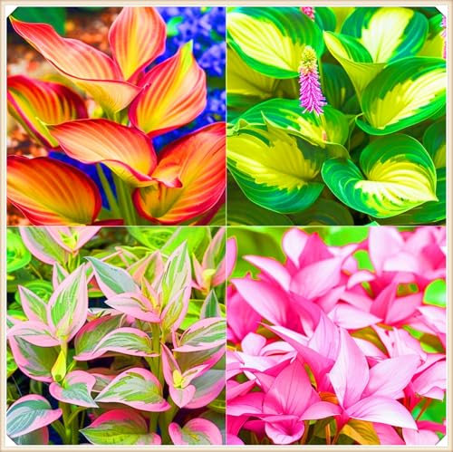 Rapid Growth Hostas Plants UK Garden Flowers Wedding Flowers-4Bulbs-c