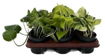 Efeutute – Epipremnum Mix – 6 Pflanzen – Ø12cm – Höhe ca. 15cm – Pflegeleichte Zimmerpflanzen – Rank- & Hängepflanzen mit unterschiedlichen Blattmustern