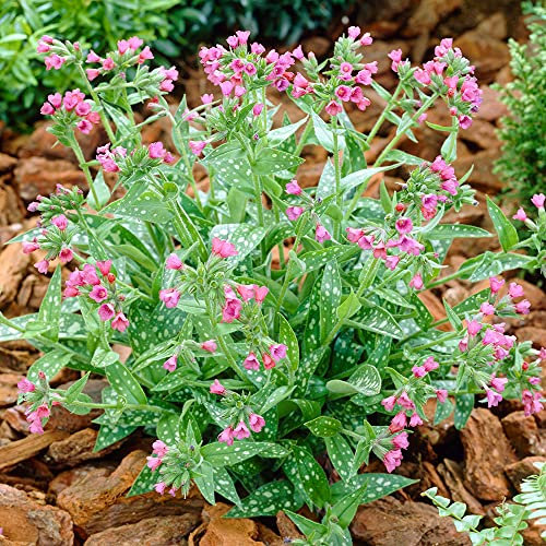 Pulmonaria Raspberry Splash | Plante vivace semi-persistante | Plante en pot d'extérieur
