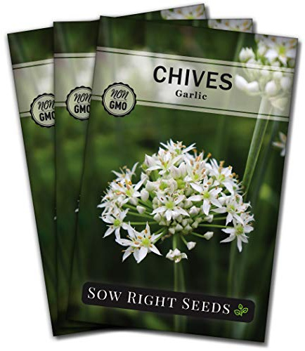 Sow Right Seeds - Garlic Chives Seeds for Planting - Non-GMO Heirloom Packet with Instructions to Plant and Grow a Kitchen Herb Garden - Indoor or Outdoor - Culinary and Productive Chinese Leeks (3)