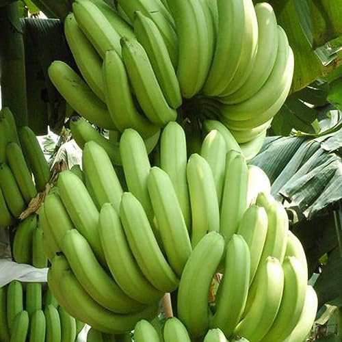 PERZOE 100 Stück Bananensamen, köstliche süße essbare Obstbaumpflanze für den Garten im Freien Bananensamen 100pcs