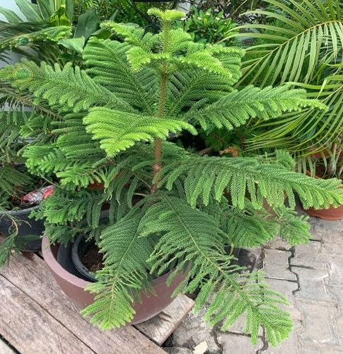 40 graines de plantes d'Araucaria