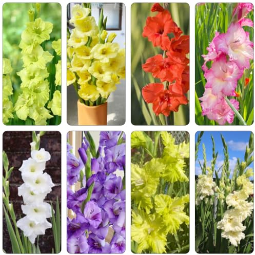 gladiolen bonsai blumenwiese dachbegrünung garten hochbeett blumendeko pflanztöpfe büropflanzen deko büro steingartenpflanzen dekopflanzen hochbeet balkon zimmerpflanzen 8zwiebeln