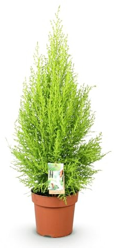 Cupressus Gold Crest Wilma Conifère d'intérieur 21 cm Hauteur 85-95 cm Plante vert doré facile d'entretien pour salon, bureau et intérieur moderne