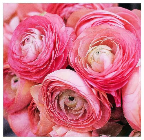 Pink French Ranunculus Corms - 12 Largest Size Corms, Premium Bulbs for Vibrant Blooms, Ideal for Garden Beds, Perfect for Spring Planting, Stunning Peony-Like Flowers
