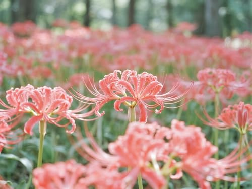 [Vnuhgzs] Lirios resistentes a la sequía - Decoración de jardín de bajo mantenimiento - Crea un mar de lirios araña rojos-10 bulbos-A