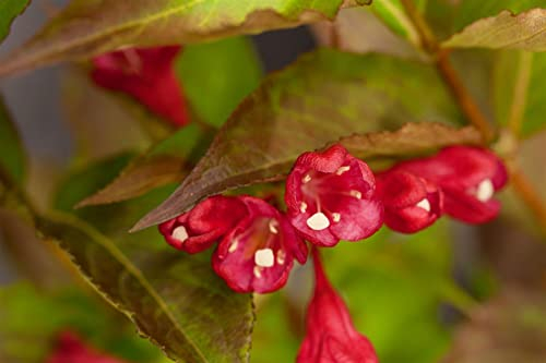 Weigela 'Nain Rouge' 40-60 cm – Winterhart, Mehrjährig, Pflegeleicht – Weigelie – Heckenpflanze für Garten & Sichtschutz