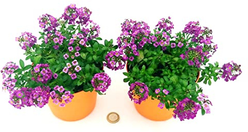POWERS TO FLOWERS - LOBULARIA FUCSIA, ALISSO, 2 PIANTE IN VASO 13CM DIAMETRO, piante vere