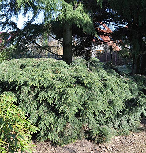 Kanadische Zwerg Hemlocktanne 25-30cm - Tsuga canadensis - lebende Gartenpflanze aus den Baumschulen
