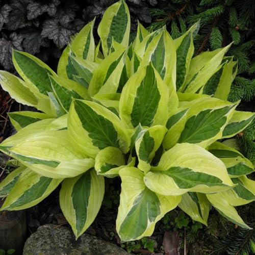 Perfect Plants - Hosta 'Yellow Polka Dot Bikini' – Hardy Perennial in a 17cm Pot – Striking Foliage for Shade Gardens