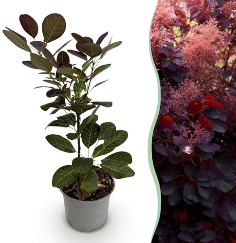 Cotinus coggyria Royal Purple - Viola - Decidua - Bassa manutenzione - 25-35cm - Ø12cm - Pianta da giardino