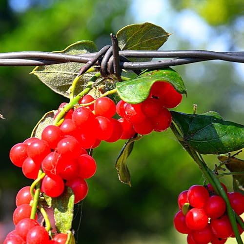 Schisandra semi colonnari semi colonnari letto elevato per balcone giardino biologico 200pcs