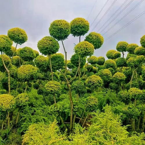 ligustro decorazione autunnale del da giardino ligustro rare decorazioni da giardino per esterni semi di tappezzanti resistenti per giardini rocciosi mini rialzato 100semi