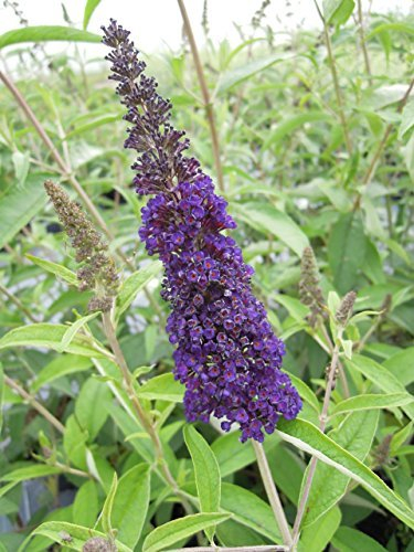 Buddleja davidii 'Black Knight' 40-60 cm – Winterhart, Mehrjährig, Pflegeleicht – Sommerflieder, Schmetterlingsstrauch – Zierstrauch für Garten & Kübel