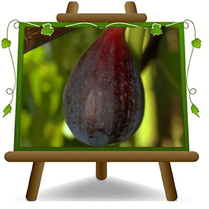 EURO PLANTS VIVAI Fico Melanzana – Pianta da Frutto Antico su Vaso da 20 cm. - *Altezza: 150~170 cm. - Età 2 Anni