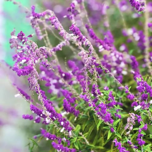 Semillas de salvia, perenne, resistente 800pcs