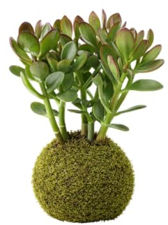 Kokedama Planta Jade Natural DECOALIVE