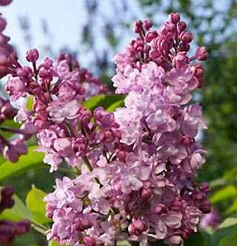 Edelflieder Addie Tischer - Kircher-Collection 40-60cm - Syringa vulgaris