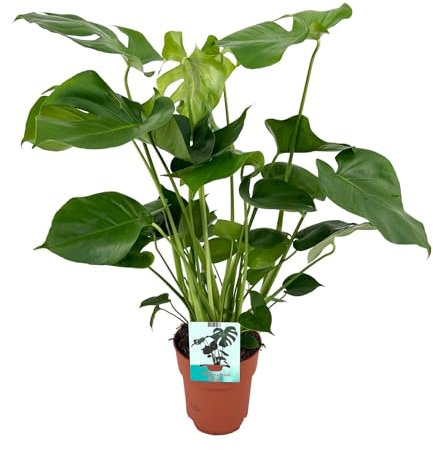 Plante trou - Monstera Deliciosa hauteur 60cm pot taille 19cm