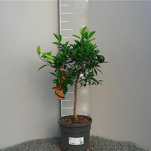 Planta de mandarina SAVINI VIVAI, árbol de cítricos Mandarina Cleopatra Tachibana en maceta de 20 cm altura 70 cm 2-3 años de injerto, fabricado en Italia