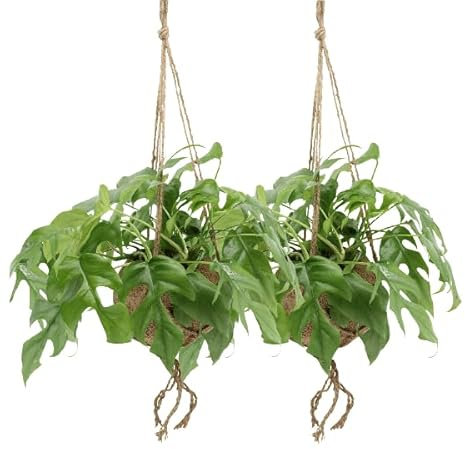 Lochpflanze – Monstera Minima im Kokodama Topf – 2 Zimmerpflanzen Ø15cm Kokosfaser-Topf – ca. 25cm hoch – Nachhaltige Hängepflanze