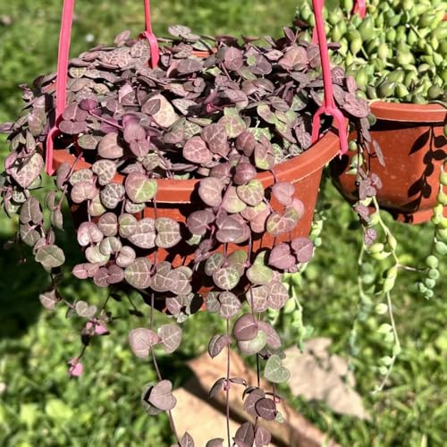 leuchterblumesamen kaufen - stauden winterhart, balkon gartenpflanzen 50pcs