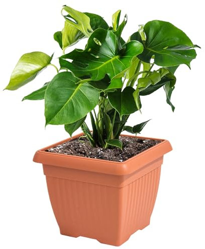 botle Pot de fleurs carré avec rainures 37 x 37 cm H 30 cm en plastique terre cuite classique intemporel parfait pour la maison, le balcon, la terrasse, le jardin