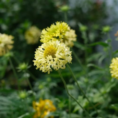 kokardenblumesamen zierblumen blumendeko kokardenblume winterharte kübelpflanzen, schattenpflanzen topfpflanzen 500pcs