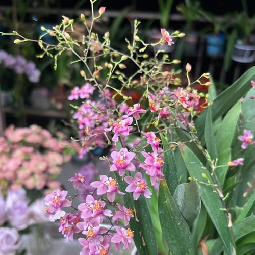semi di orchidea oncidium - resistenti all'esterno primaverile, selvatici ornamentali decorazione da giardino per esterni, tappeto 40pcs